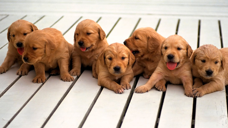 Cachorritos en venta